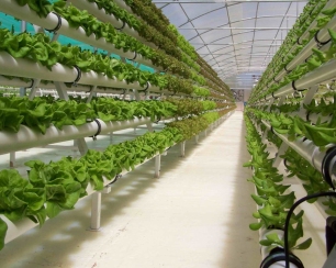 Гидропоника – современный способ выращивания сельхоз культур