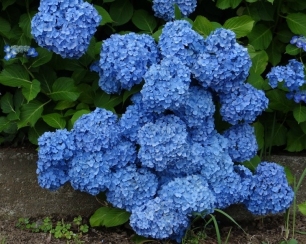 Рекомендации по высадке гортензий на участке