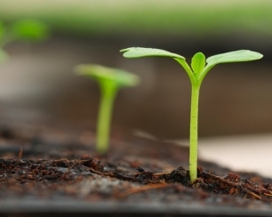 Как определить дату посева семян овощей на рассаду?